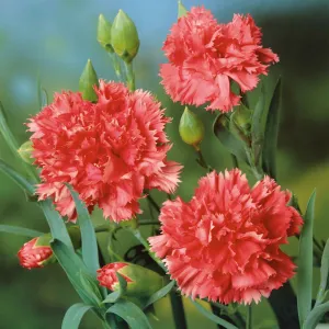 Carnation Seeds - Orange Sherbet